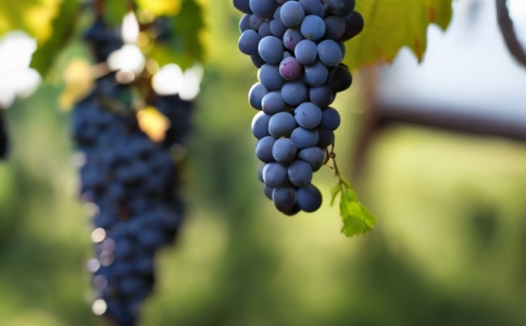 成都紅酒批發(fā) 如何鑒別紅酒的品質(zhì) 紅酒入口怎么品