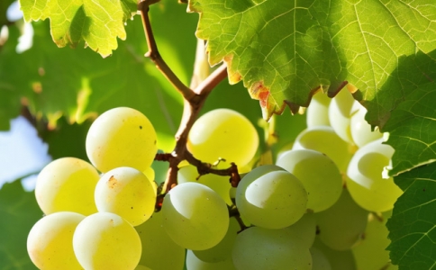 波頓皮斯科酒750ml價(jià)格多少錢(qián)Pisco Porton怎么樣